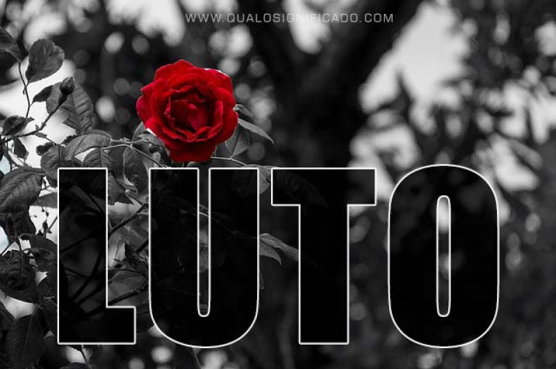 A dor invisível de Laura: quando a perda de um cão é também a perda de si mesma