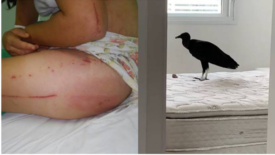 Ataque de urubus a mulher com mau cheiro durante relação íntima gera comoção e alerta sobre saúde íntima