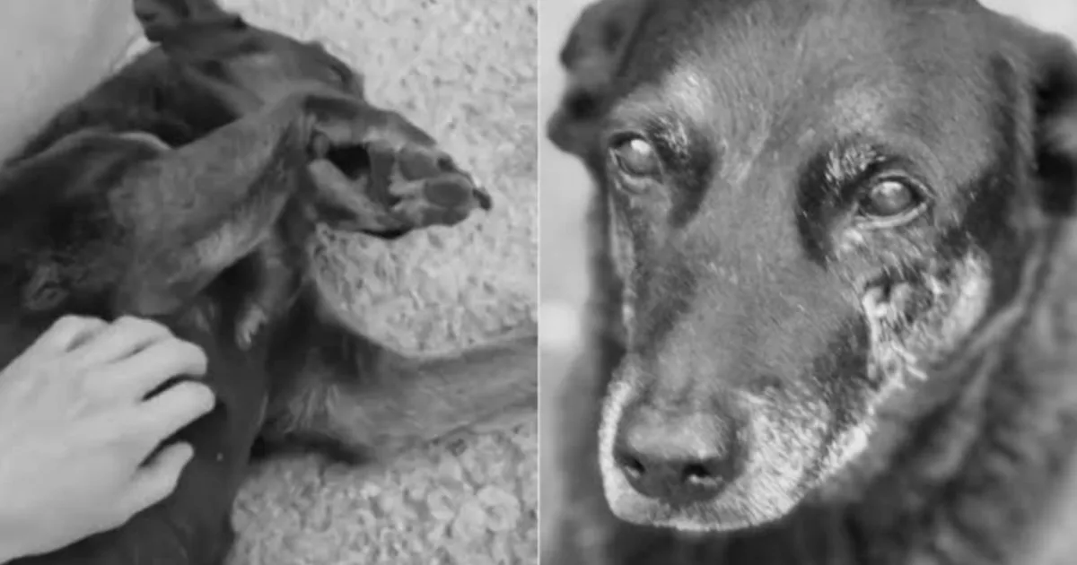 Caso Orelha: adolescentes suspeitos retornam ao Brasil e têm celulares apreendidos pela polícia em Florianópolis