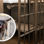 Adolescentes investigados pela morte do cachorro Orelha viajam para a Disney enquanto caso segue em apuração