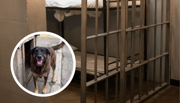 Adolescentes investigados pela morte do cachorro Orelha viajam para a Disney enquanto caso segue em apuração