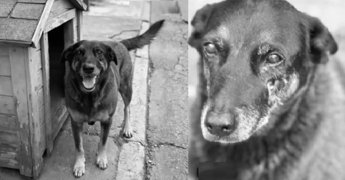 Caso Orelha: porteiro presta depoimento sobre noite de confusão e possível agressão a cachorro