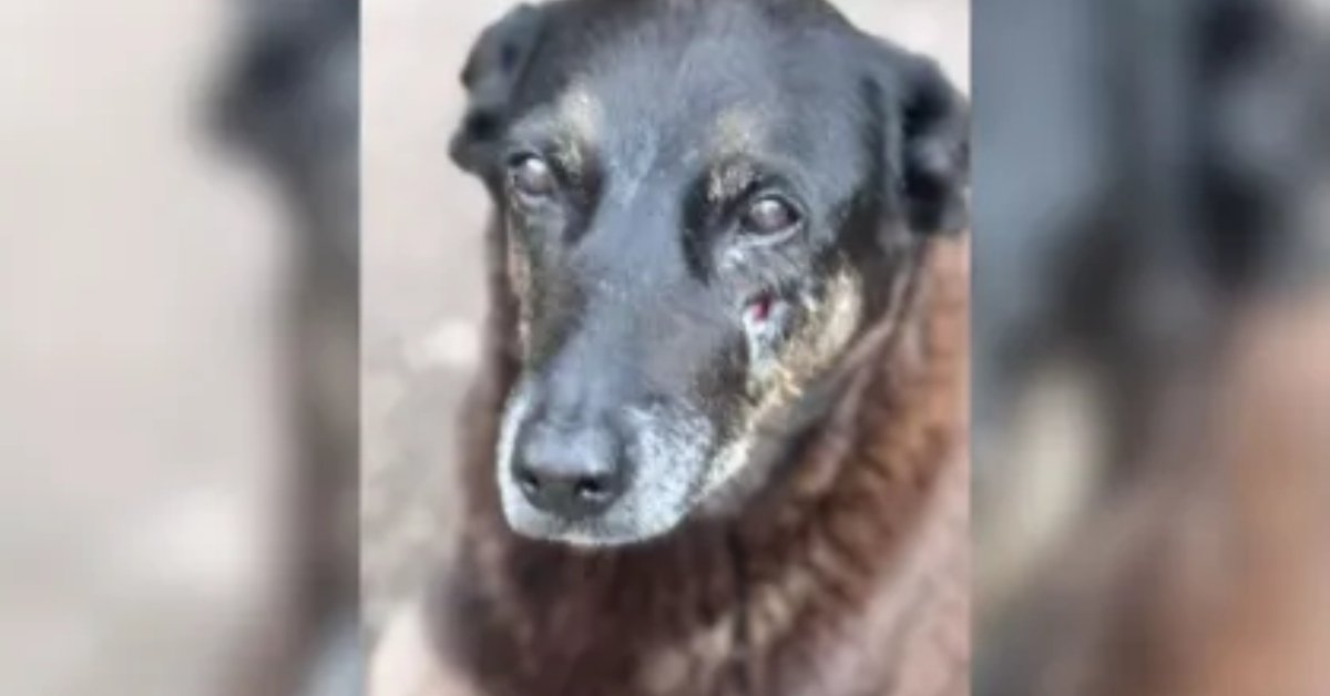 Cão Orelha: Polícia pede internação de adolescente acusado pelo assassinato em Florianópolis