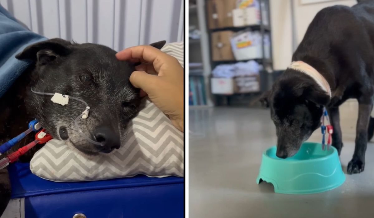 Adeus a Pretinha: a cadela símbolo da Praia Brava em Florianópolis