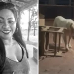 Tragédia em Bacabal: ataque de pitbull tira a vida de mulher e choca comunidade